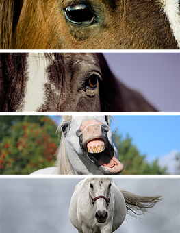 Horses Collage Expressions.jpg PNG with transparent background