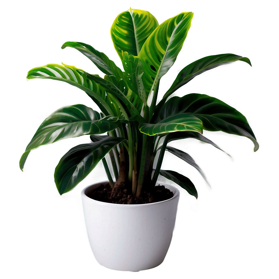 House Plant Png 05032024