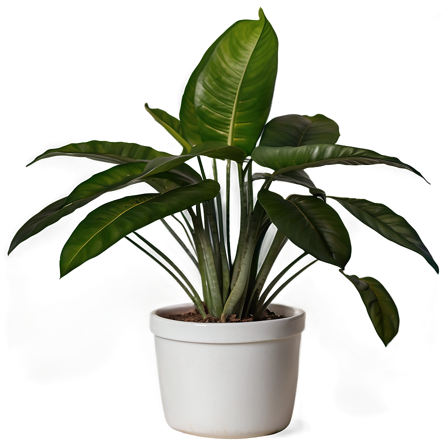 House Plant Png 73