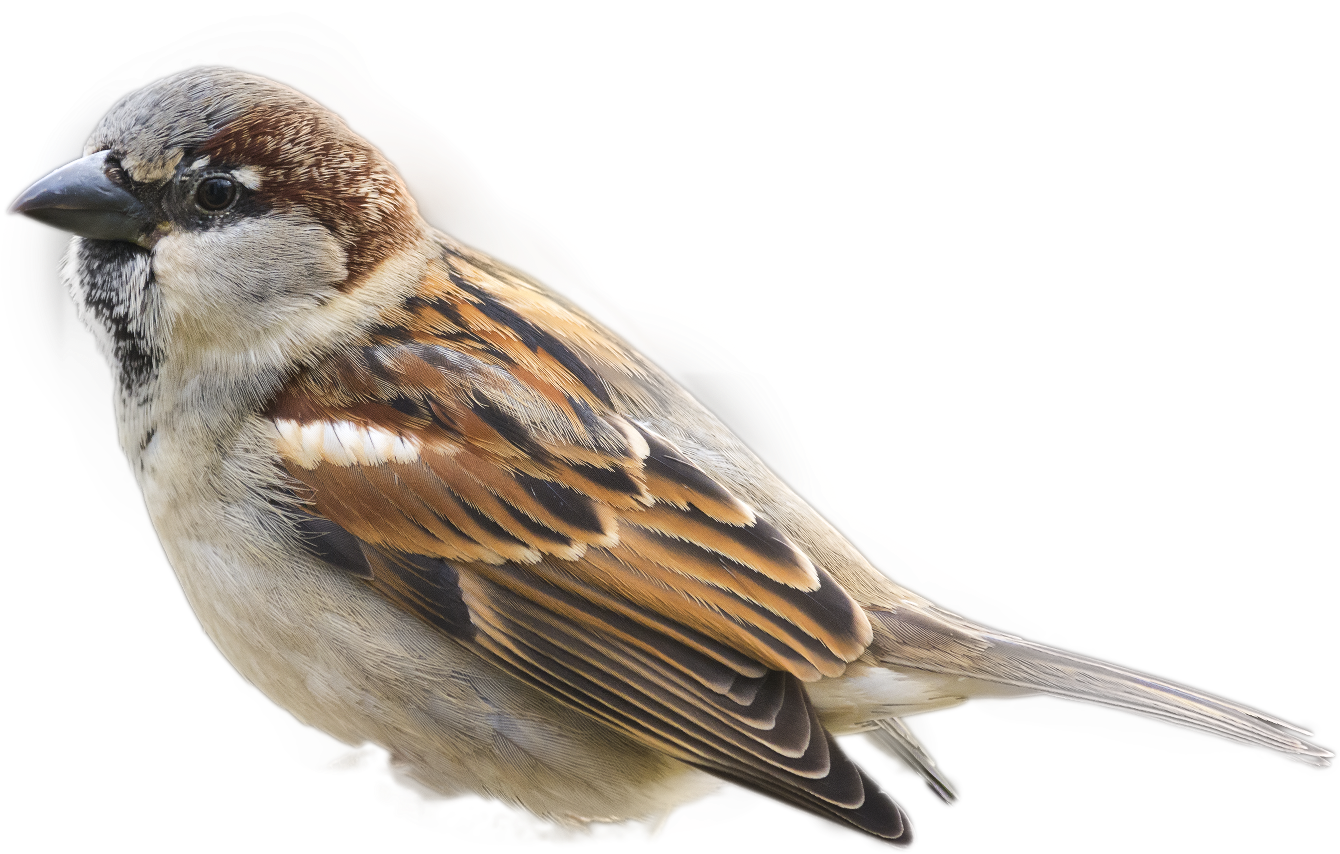 House Sparrow Portrait