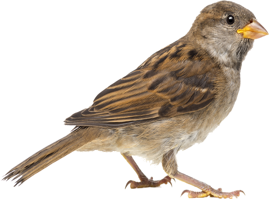 House Sparrow Side View.png