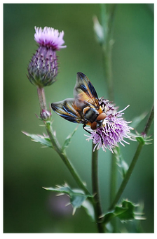 Hoverflyon Thistle Flower.jpg PNG with transparent background