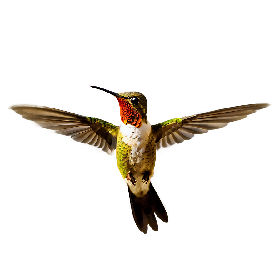 Hovering Hummingbird Png 06112024