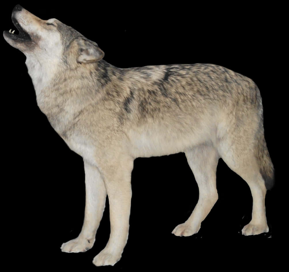 Howling Wolf Black Background