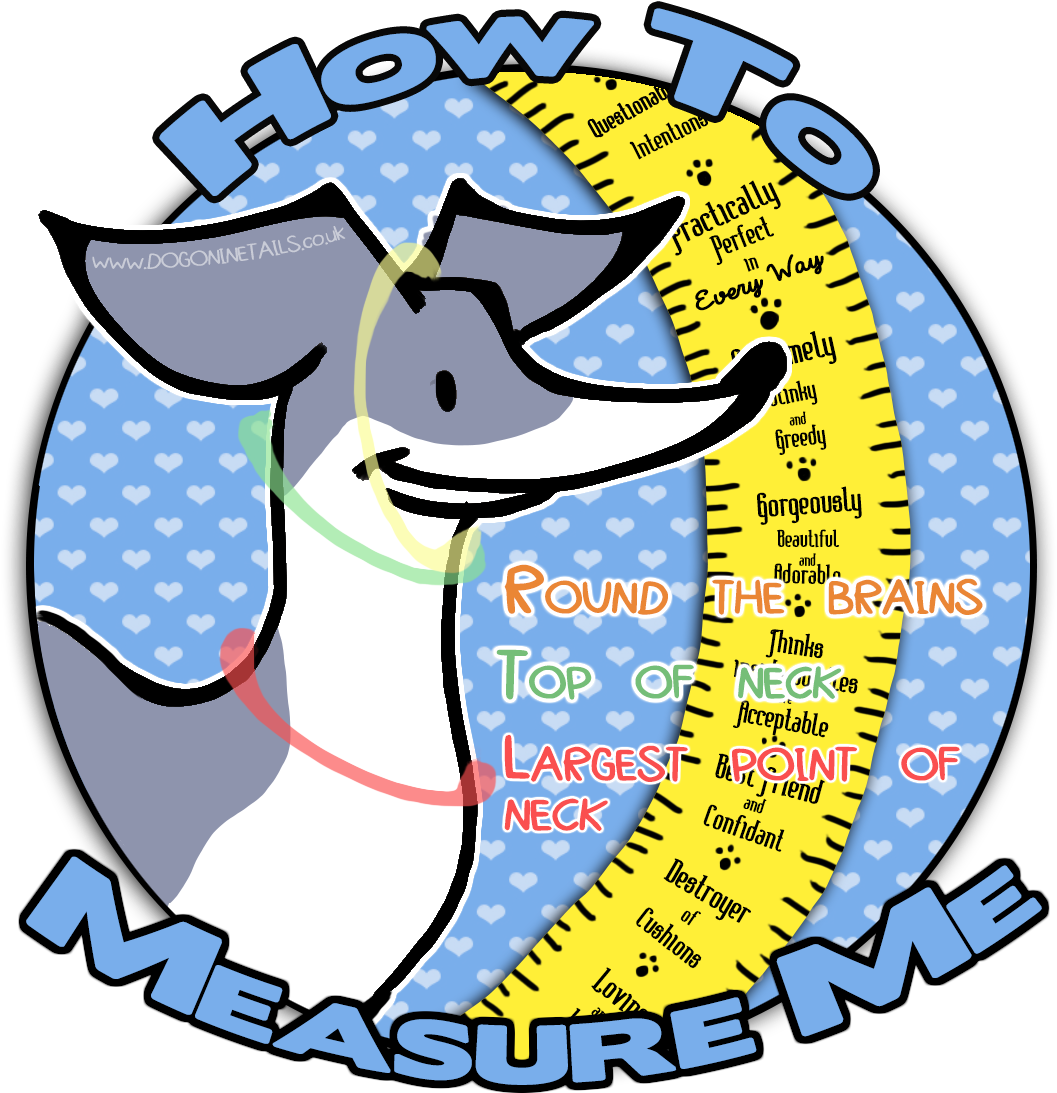 Howto Measure Dog Sizeand Qualities Infographic