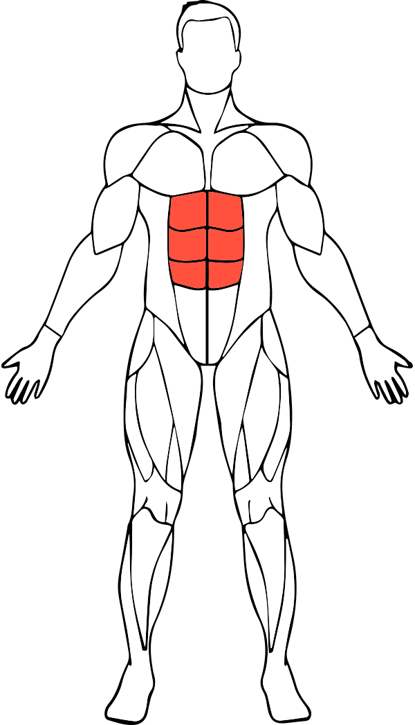 Human Anatomy Abs Illustration