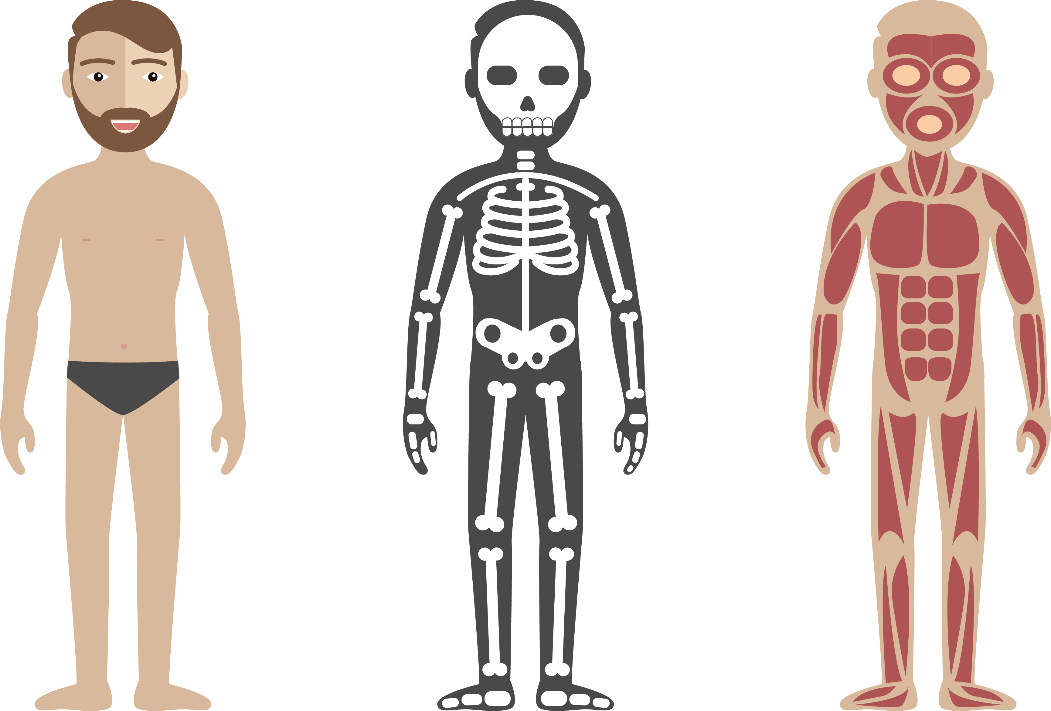 Human_ Anatomy_ Comparison