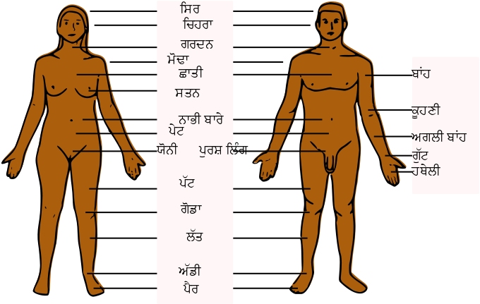 Human Body Parts Pa - Body Parts Of Boy, HD Png Download PNG with transparent background