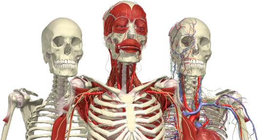 Human Anatomy Comparison