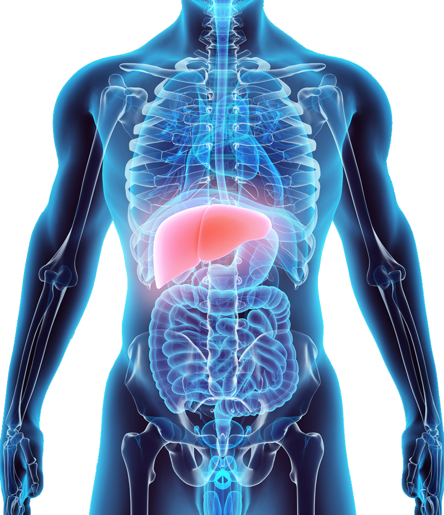 Human Anatomy Liver Highlighted PNG with transparent background