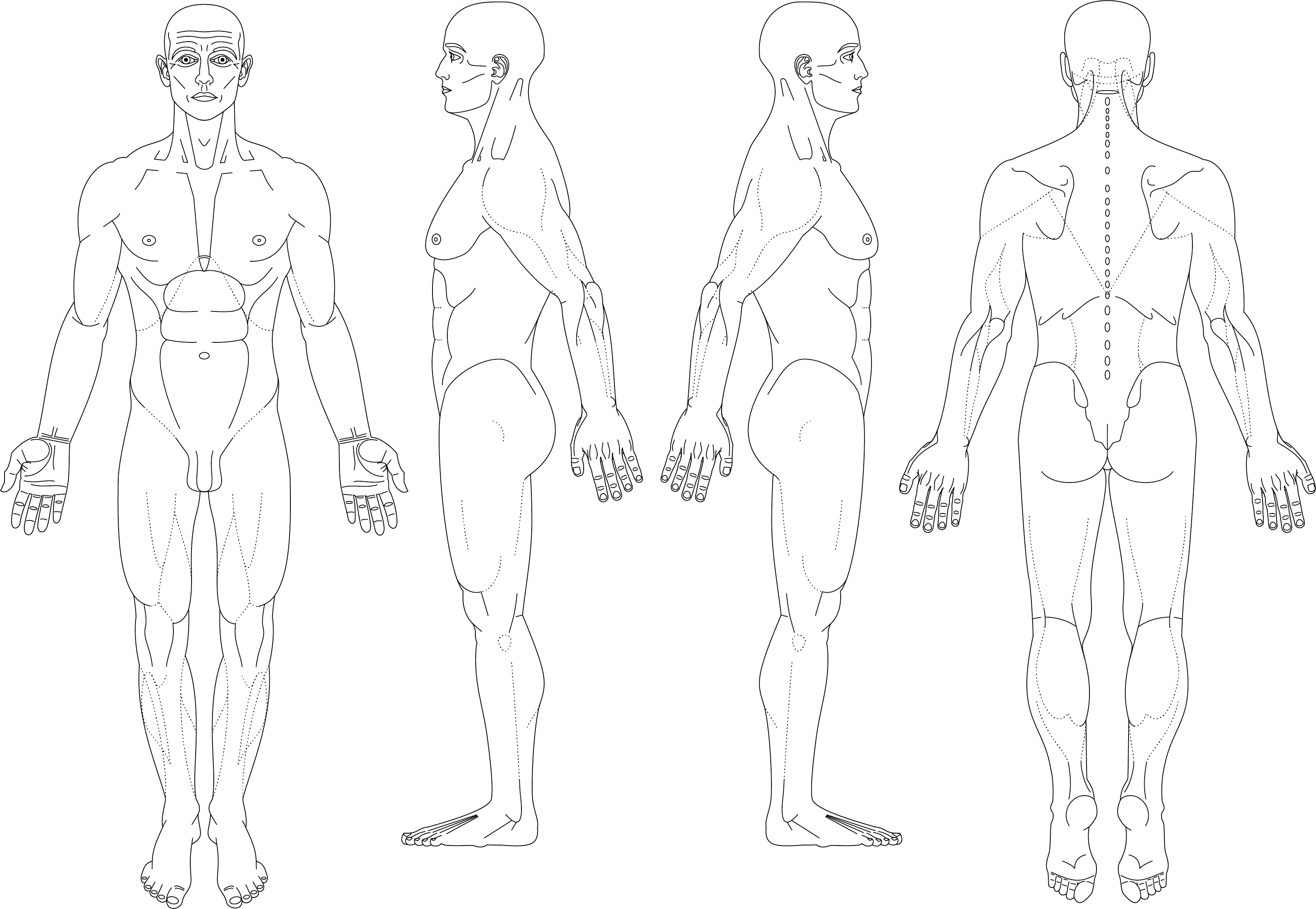 Human_ Anatomy_ Muscle_ Structure