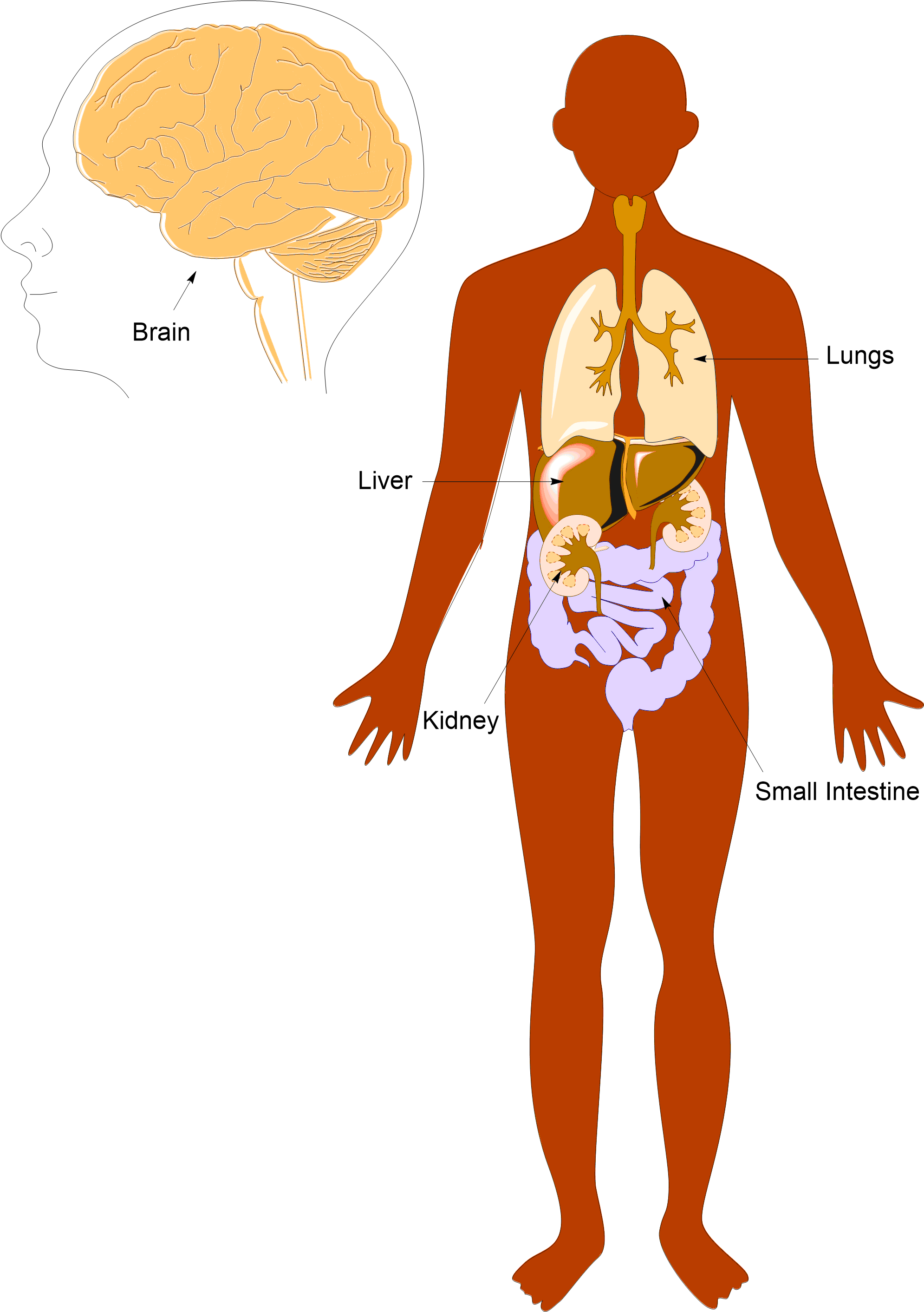 Human Anatomy Overview Illustration