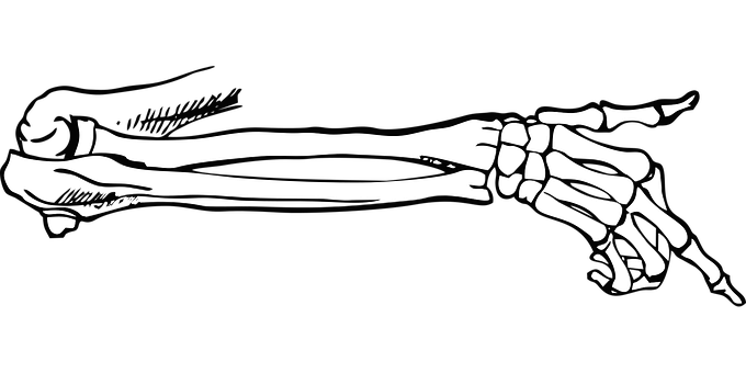 Human Arm Bones Black Background