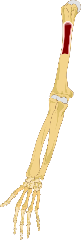 Human Arm Bones Illustration