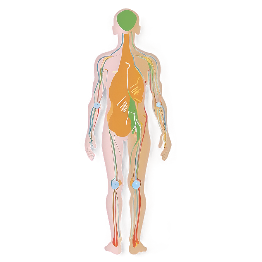 Human Body Outline Png 59