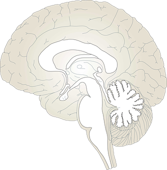 Human Brain Anatomy Illustration PNG with transparent background