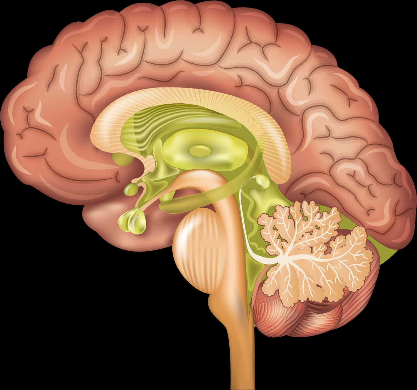 Human Brain Anatomy Illustration