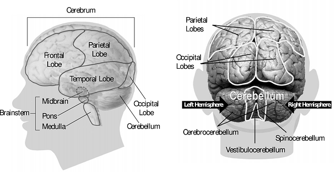 Human Brain Anatomy Illustration PNG with transparent background