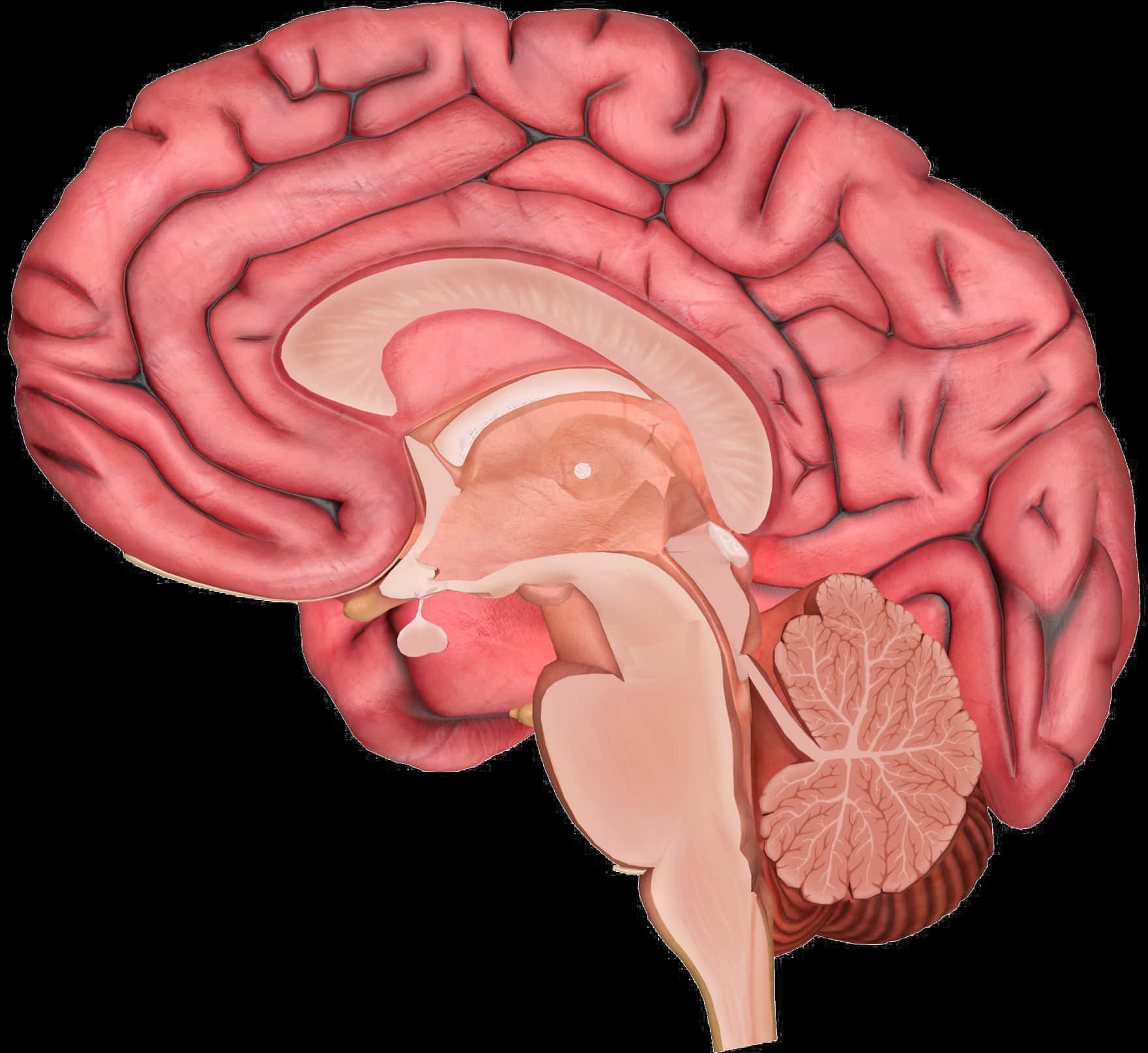 Human Brain Anatomy Illustration