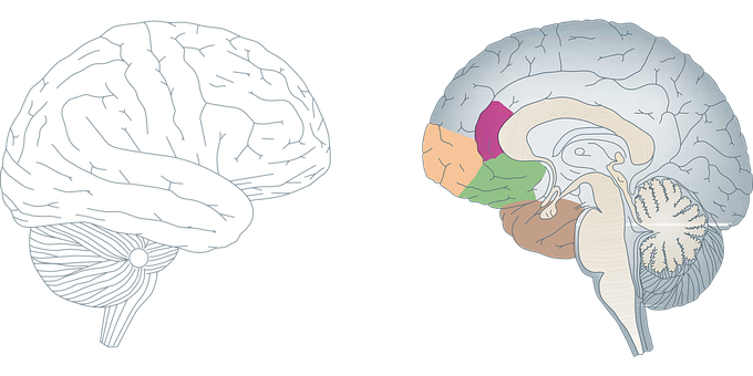 Human Brain Anatomy Illustration PNG with transparent background