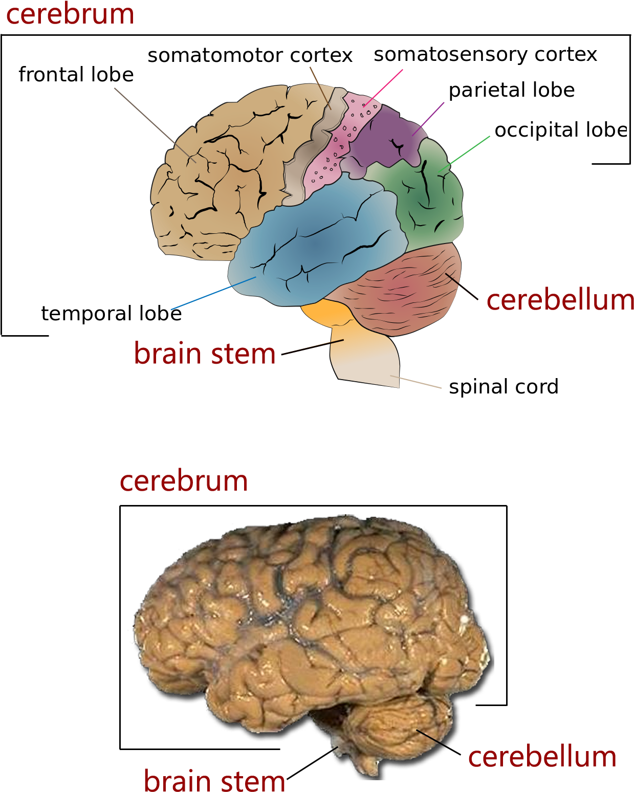 Human Brain Anatomy Illustrationand Photo