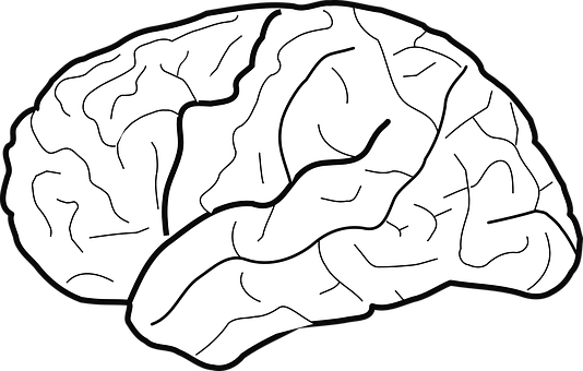 Human Brain Illustration PNG with transparent background
