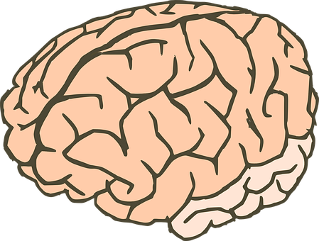 Human Brain Illustration PNG with transparent background