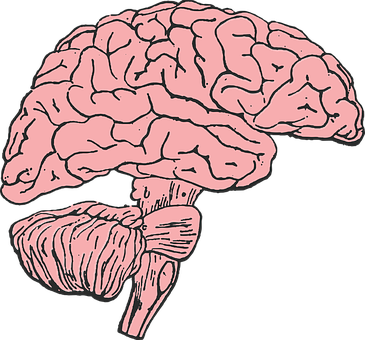 Human Brain Illustration PNG with transparent background