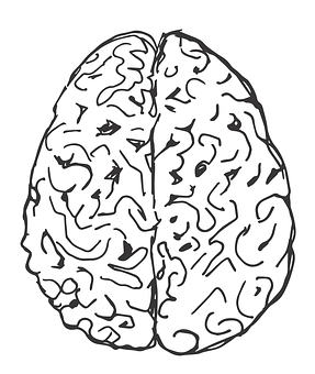 Human Brain Illustration PNG with transparent background