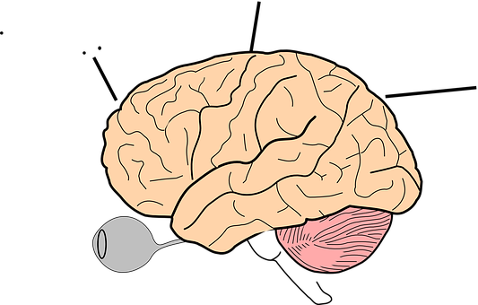 Human Brain Illustration PNG with transparent background