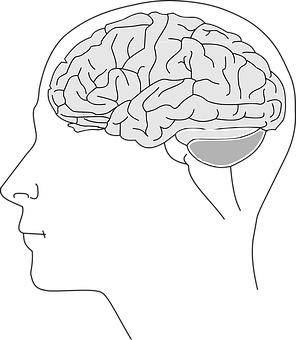 Human Brain Illustration PNG with transparent background