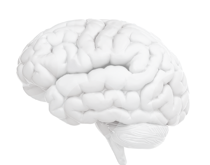 Human brain model graphic PNG image with a transparent background, free high-resolution download