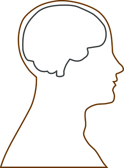 Human Brain Outline Illustration PNG with transparent background