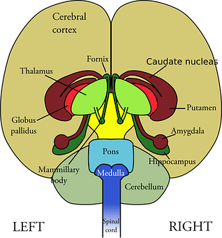 Human Brain Structures Illustration PNG with transparent background