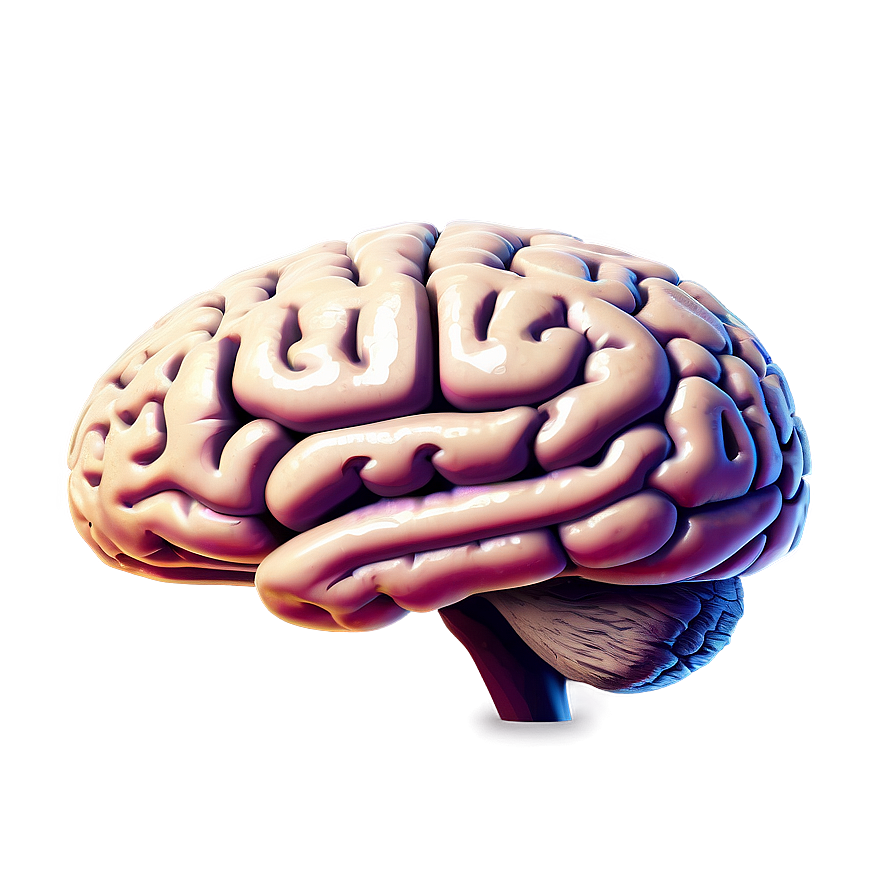 Human Brain With Labels Png 06212024