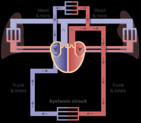 Human Circulatory System Diagram