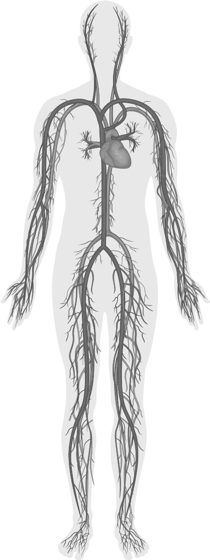 Human Circulatory System Illustration PNG image with a transparent background, free high-resolution download