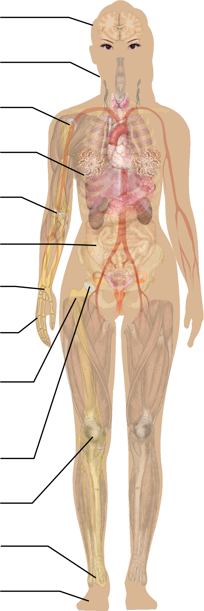 Human_ Circulatory_ System_ Illustration