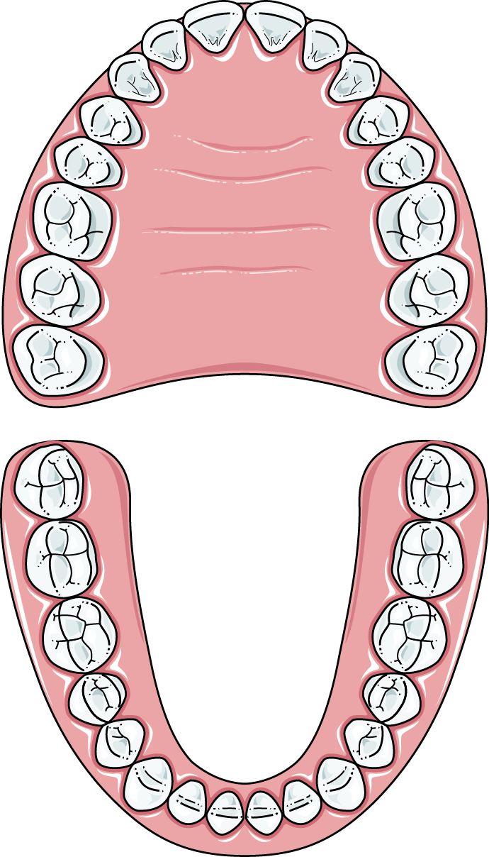 Teeth Clip Permanent - Permanent Teeth Image Clipart, HD Png Download PNG with transparent background