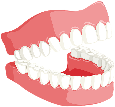 Human Dental Arch Model