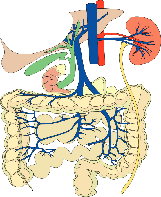 Organs Clipart Biological Science - Digestive And Cardiovascular Systems, HD Png Download PNG with transparent background