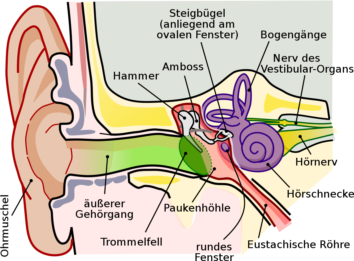 Human Ear Anatomy Diagram