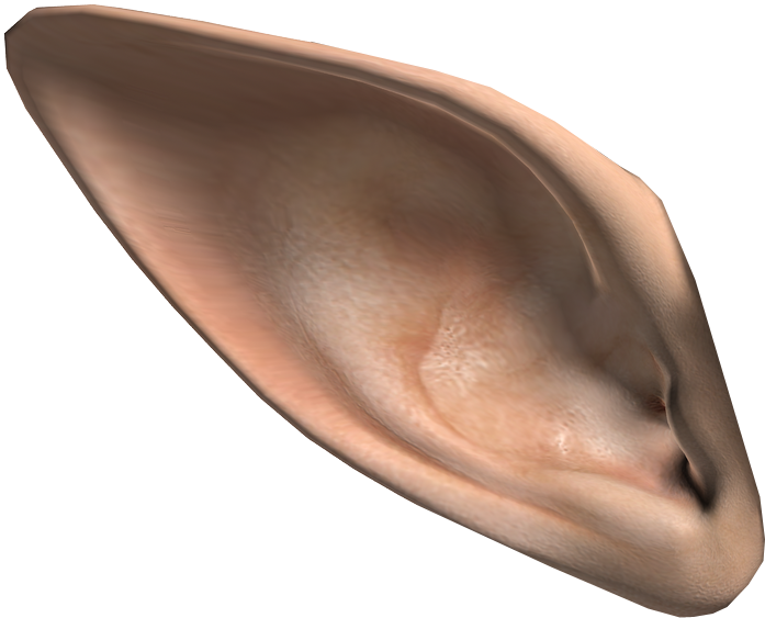 Elf Ears Png Download - Elf Ear Png, Transparent Png PNG with transparent background