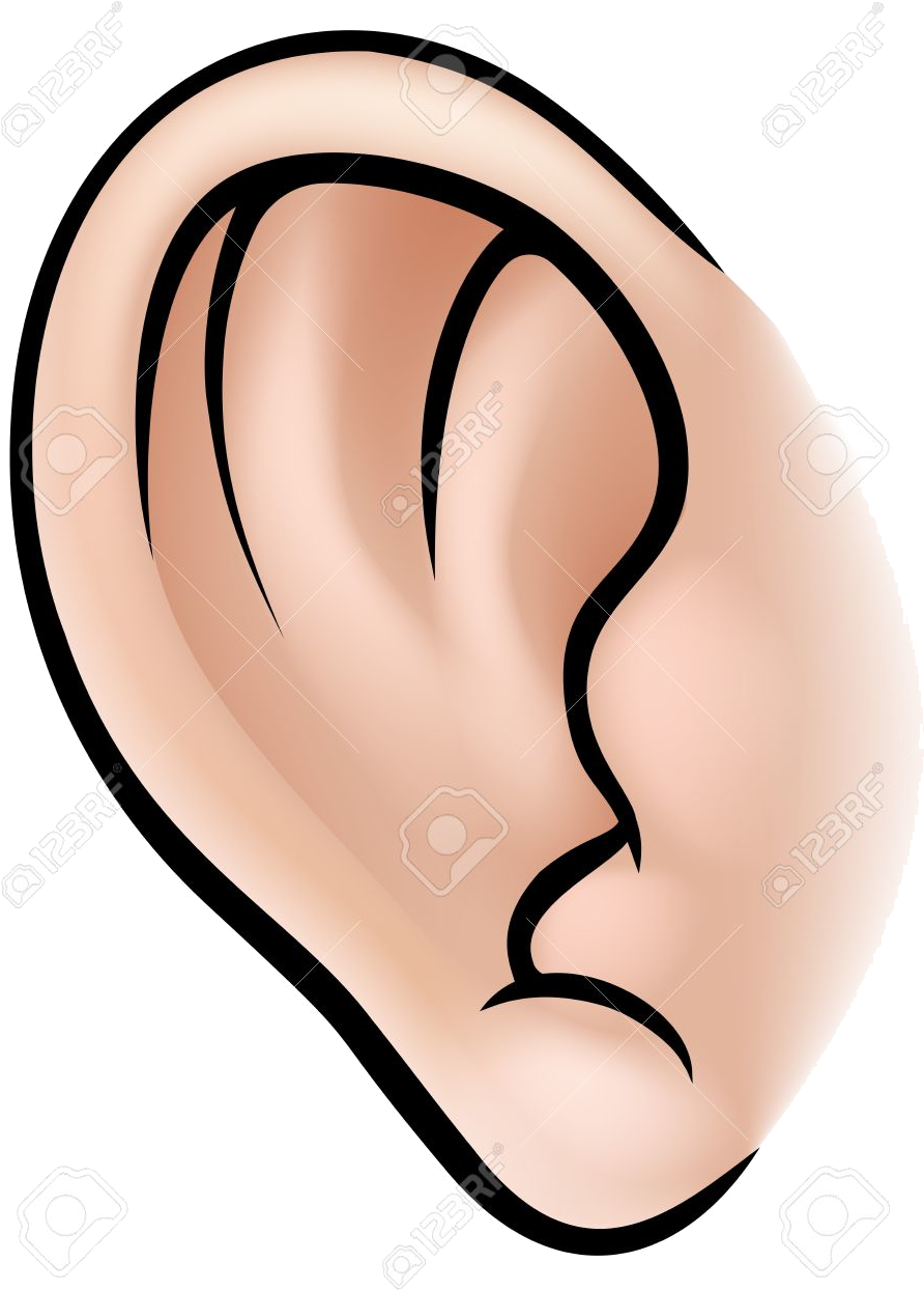 Ear An Illustration Of Human Body Part Clipart Ears - Parts Of Body Ear, HD Png Download PNG with transparent background