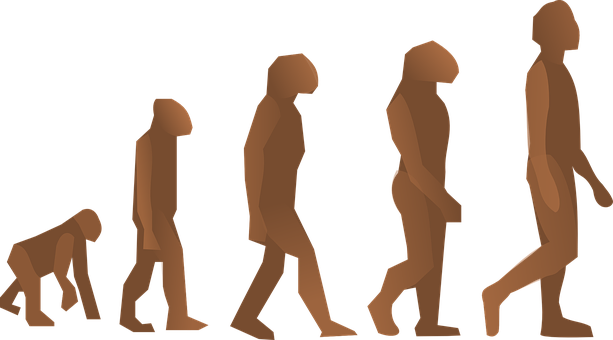 Human Evolution Sequence PNG with transparent background