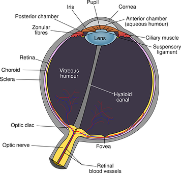 Human Eye Anatomy Diagram PNG with transparent background