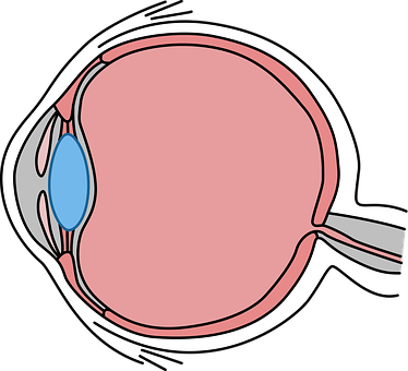 Human Eye Anatomy Illustration PNG with transparent background