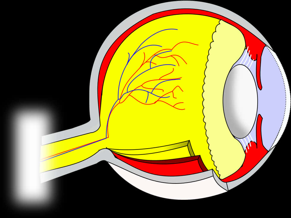 Human Eye Anatomy Illustration PNG with transparent background
