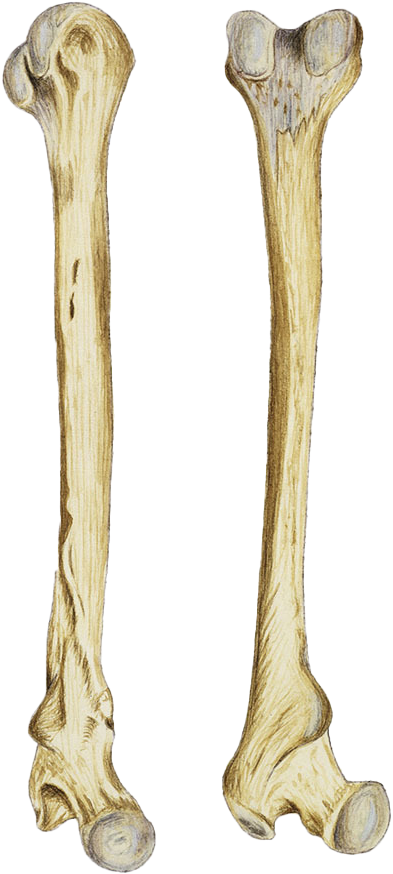 Human Femur Bones Illustration