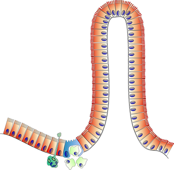 Human_ Gastrointestinal_ Tract_ Illustration PNG with transparent background